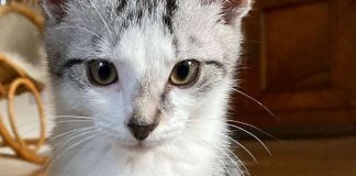 Kater Nilan (Foto: privat)