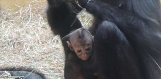 Klammeraffennachwuchs (Foto: Zoo Landau)