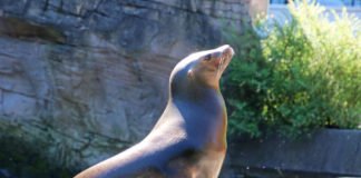 Viele Stammgäste vermissen derzeit die Besuche im Zoologischen Stadtgarten, besonders die Tiere wie Elefanten, Schimpansen und Seelöwen. Derzeit laufen die Planungen für eine Wiedereröffnung. (Foto: Franzen/Zoo Karlsruhe)