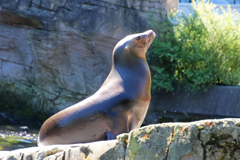 Viele Stammgäste vermissen derzeit die Besuche im Zoologischen Stadtgarten, besonders die Tiere wie Elefanten, Schimpansen und Seelöwen. Derzeit laufen die Planungen für eine Wiedereröffnung. (Foto: Franzen/Zoo Karlsruhe)