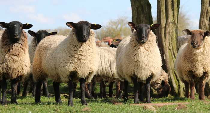 Symbolbild, Tiere, Schafe, Wiese, Herde, schwarzer Kopf und Beine, Fell beige dick lockig © on pixabay