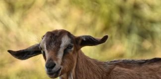 Symbolbild, Tiere, Ziege, braun, draussen © Alexas Fotos on Pixabay