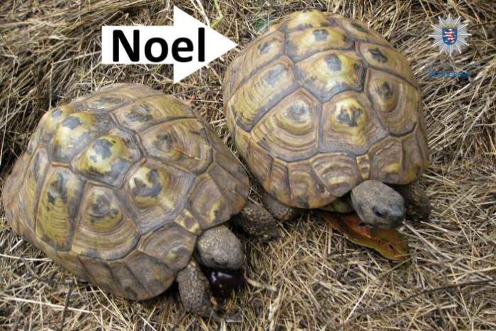 Wer kann Hinweise zum Verbleib der vermissten Landschildkröte Noel geben?