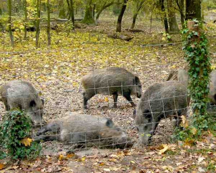 Wildschweine (Foto: Hannes Blank)