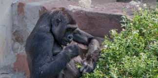 Gorillaweibchen Zsa Zsa im Zoo Heidelberg (Foto: Zoo Heidelberg)