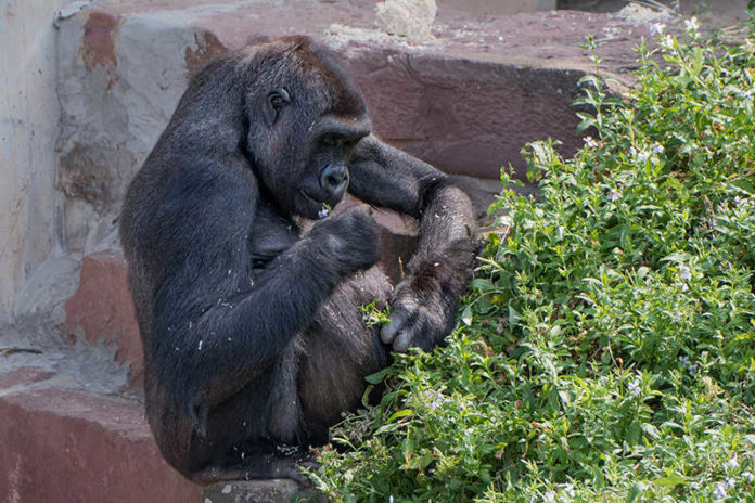 Gorillaweibchen Zsa Zsa im Zoo Heidelberg (Foto: Zoo Heidelberg)