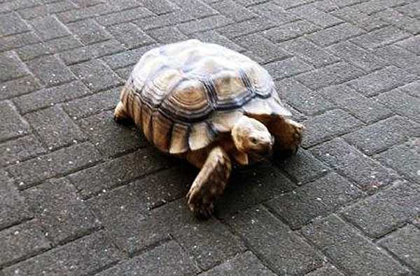 schildkröte Schildi schildkröte Schildi
