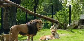 Berberlöwen im Zoo Heidelberg auf der neuen Löwenanlage (Foto: Heidrun Knigge/Zoo Heidelberg)