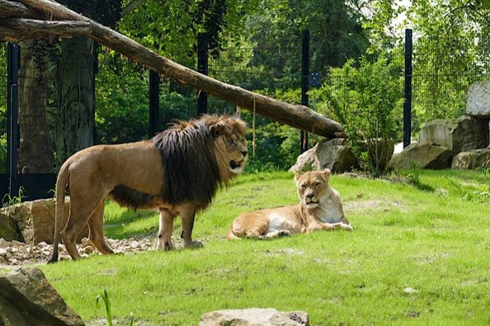 Berberlöwen im Zoo Heidelberg auf der neuen Löwenanlage (Foto: Heidrun Knigge/Zoo Heidelberg) Berberlöwen im Zoo Heidelberg auf der neuen Löwenanlage (Foto: Heidrun Knigge/Zoo Heidelberg)