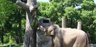 Elefantenkuh Jenny (Foto: Maike Franzen/Zoo Karlsruhe)