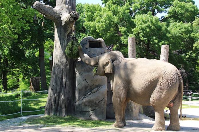 Elefantenkuh Jenny (Foto: Maike Franzen/Zoo Karlsruhe)