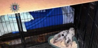 Bei Niestetal eingefangene Schweinchen: Polizei bittet um Hinweise zur Herkunft.