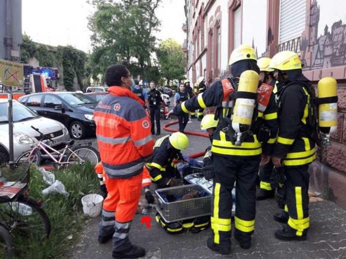 Frankfurt Hamburger-Allee: 9 Katzen von Feuerwehr Frankfurt am Main gerettet