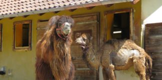 Trampeltierhengst Maruk (links) mit Stute Zula (r.) auf der Außenanlage im Zoo Heidelberg. Übrigens: Bereits im März beginnt bei den Trampeltieren der Fellwechsel, der bis in den Sommer andauert. Die Trampeltiere verlieren nach und nach ihr dichtes Winterfell. (Foto: Zoo Heidelberg)