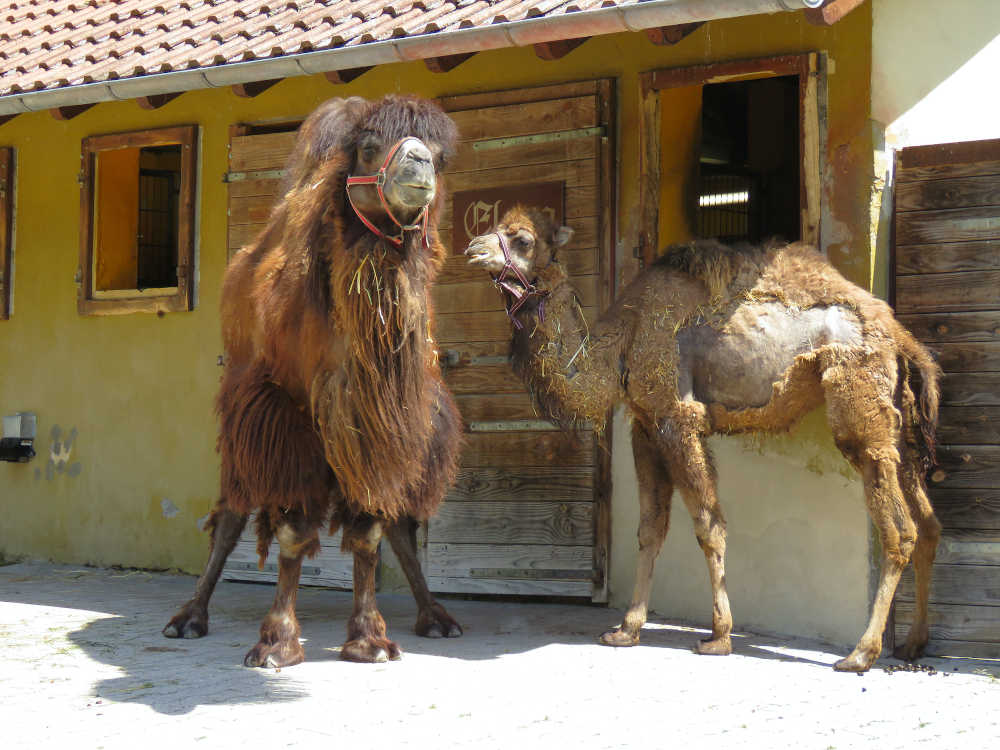 Trampeltierhengst Maruk (links) mit Stute Zula (r.) auf der Außenanlage im Zoo Heidelberg. Übrigens: Bereits im März beginnt bei den Trampeltieren der Fellwechsel, der bis in den Sommer andauert. Die Trampeltiere verlieren nach und nach ihr dichtes Winterfell. (Foto: Zoo Heidelberg)