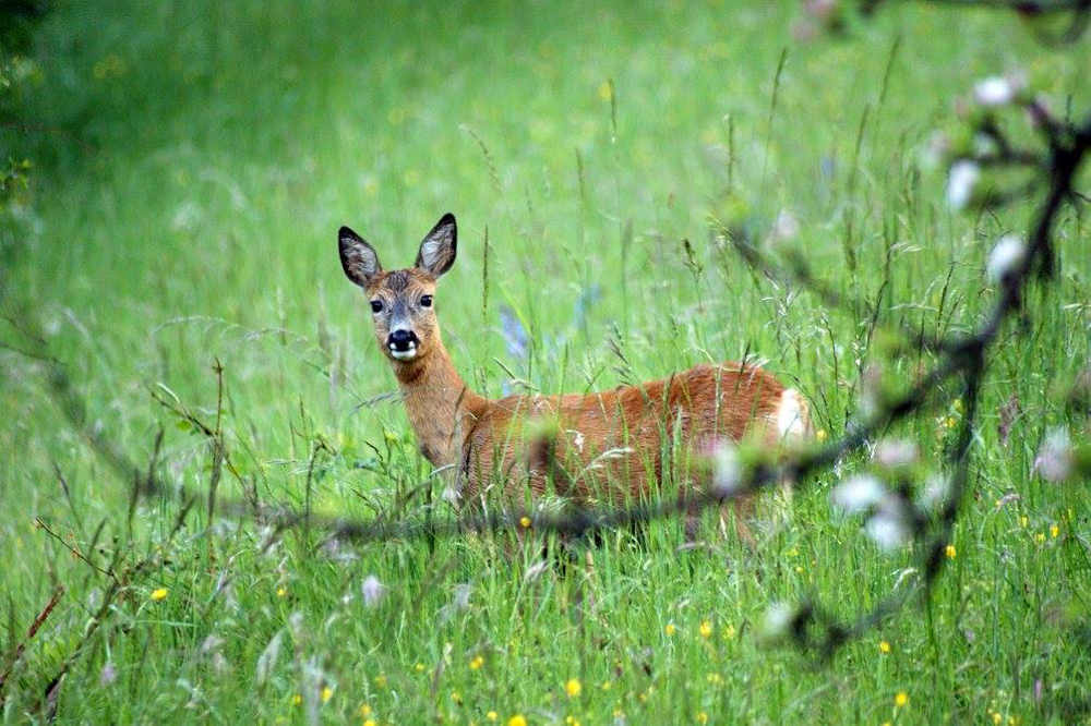 Reh auf Wiese (Foto: René Greiner, Landesjagdverband BW)