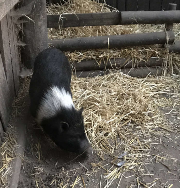 Das eingefangene Schwein (Foto: Feuerwehr Neustadt)