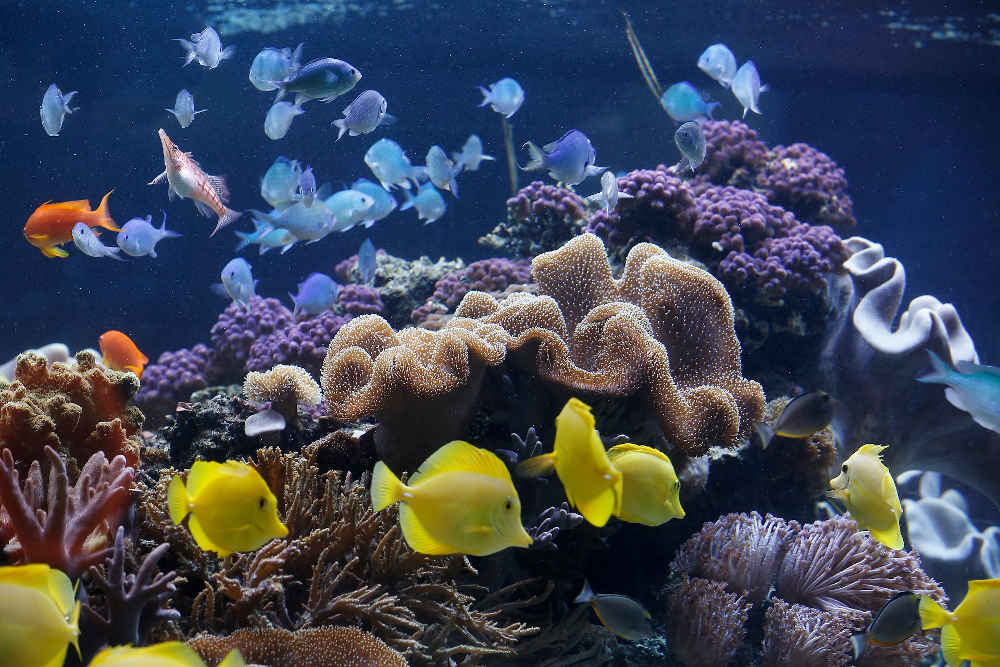 Tropische Korallenwelt im SEA LIFE (Foto: SEA LIFE/Sebastian Reimold)
