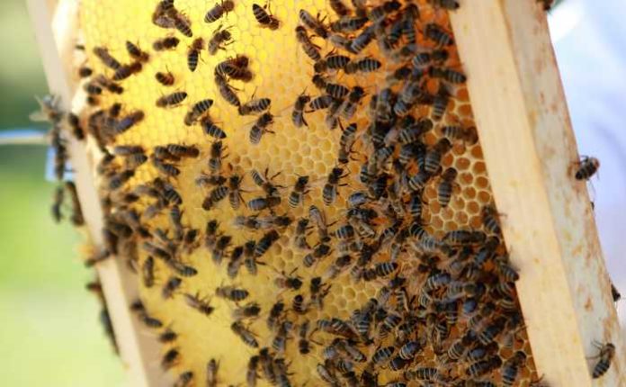 Symbolbild Bienen, Wabe © Jochen Ehnes on Pixabay