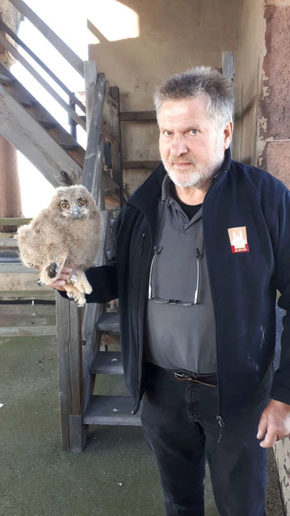 Dom-Techniker Günter Frey mit einem frisch-beringten Uhu-Küken (© Domkapitel Speyer / Foto: Sven Ofer)