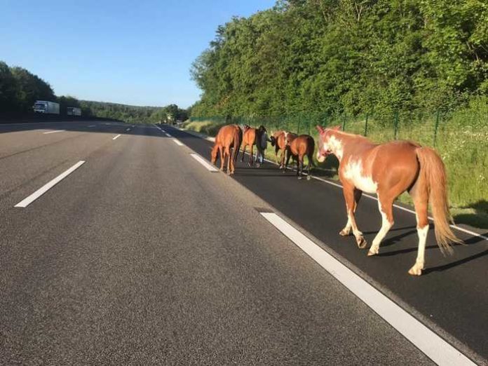 pol-ks-ausgeb-xte-pferde-auf-der-autobahn-unterwegs-vierbeiner-von-couragierter-frau-abgef-hrt