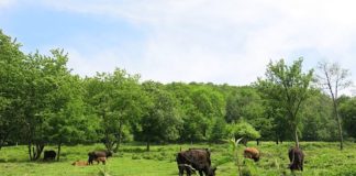 Im Einsatz für eine abwechslungs- und artenreiche Landschaft: Heckrinder auf der Beweidungsfläche „Am Wingertsberg“ bei Gräfenhausen (Foto: Biosphärenreservat)