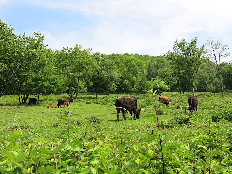 Im Einsatz für eine abwechslungs- und artenreiche Landschaft: Heckrinder auf der Beweidungsfläche „Am Wingertsberg“ bei Gräfenhausen (Foto: Biosphärenreservat)