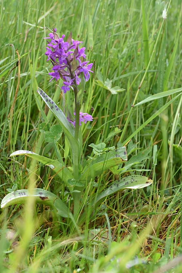 Gilt als gefährdet und als Verantwortungsart Deutschlands: Das breitblättrige Knabenkraut kommt auch im Pfälzerwald vor, hier bei Gräfenhausen (Foto: Natur Südwest)