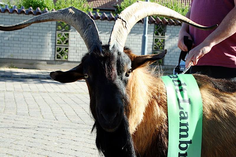 Tributbock Steffen I. (Foto: Tourist Service GmbH Deidesheim)