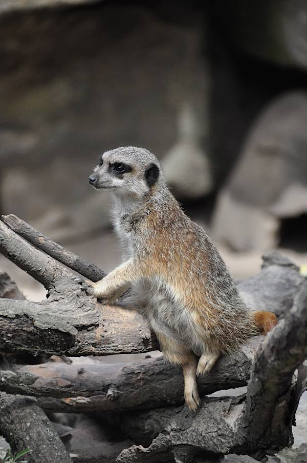 Die Erdmännchen im Landauer Zoo sind bei Kindern und Jugendlichen besonders beliebt. (Foto: Stadt Landau in der Pfalz)