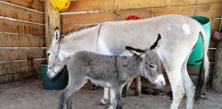 Bereits kurz nach der Geburt laufen junge Esel mit den Erwachsenen mit. Hier zu sehen sind Jungtier und Mutter. (Foto: Zoo Heidelberg)