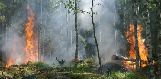 Symbolbild Waldbrand (Foto: Pixabay/Ylvers)