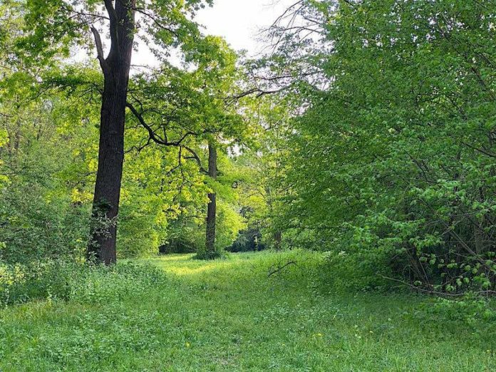 Parkinsel (Foto: Torsten Kleb)