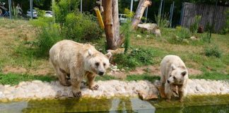 Die Syrischen Braunbären zählen zu den Besucherlieblingen und begrüßen die Zoogäste direkt am Eingang. (Foto: Petra Medan/Zoo Heidelberg)