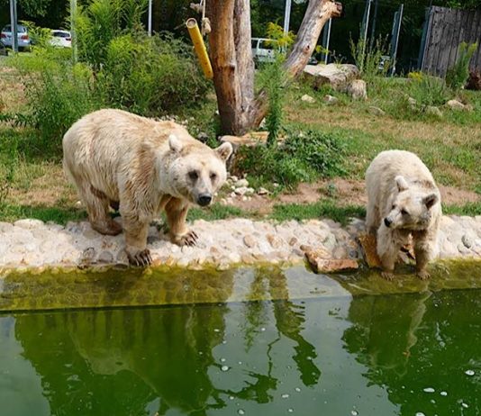 Die Syrischen Braunbären zählen zu den Besucherlieblingen und begrüßen die Zoogäste direkt am Eingang. (Foto: Petra Medan/Zoo Heidelberg)