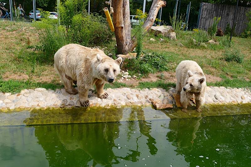 Die Syrischen Braunbären zählen zu den Besucherlieblingen und begrüßen die Zoogäste direkt am Eingang. (Foto: Petra Medan/Zoo Heidelberg)