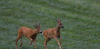 Rehwild (Foto: Erich Marek/LJV)