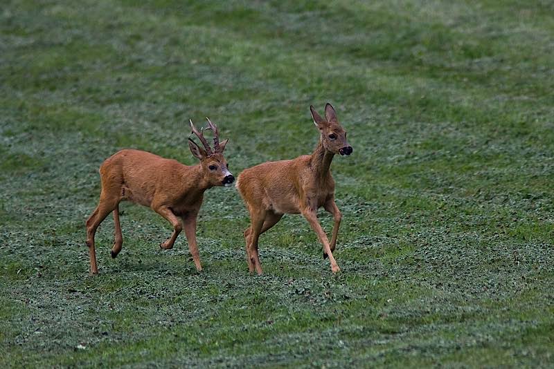 Rehwild (Foto: Erich Marek/LJV)