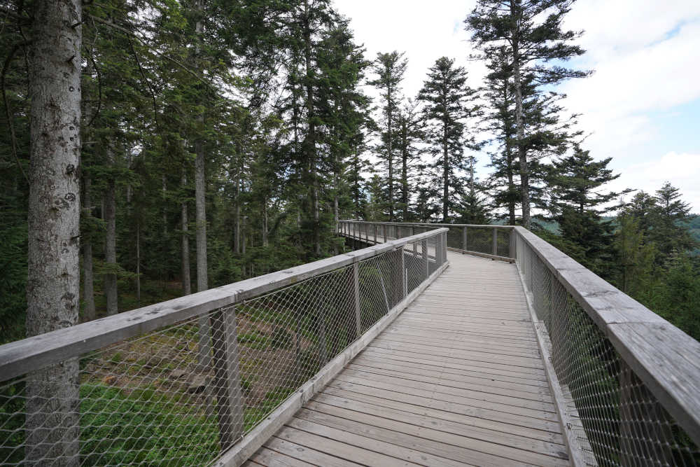 Bad Wildbad Baumwipfelpfad Schwarzwald (Foto: Holger Knecht)