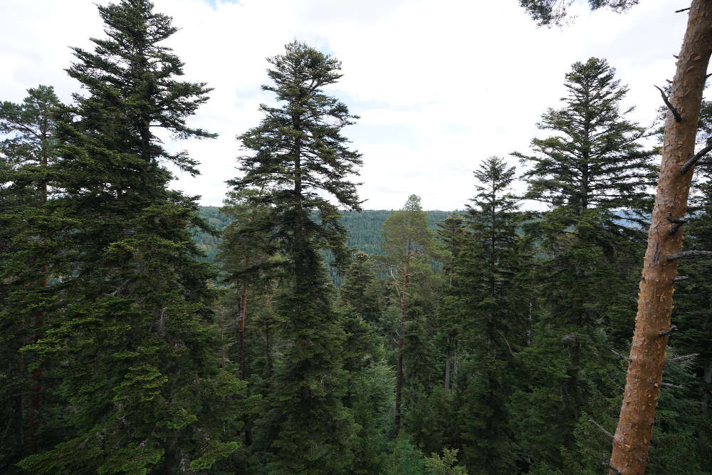 Bad Wildbad Baumwipfelpfad Schwarzwald (Foto: Holger Knecht)