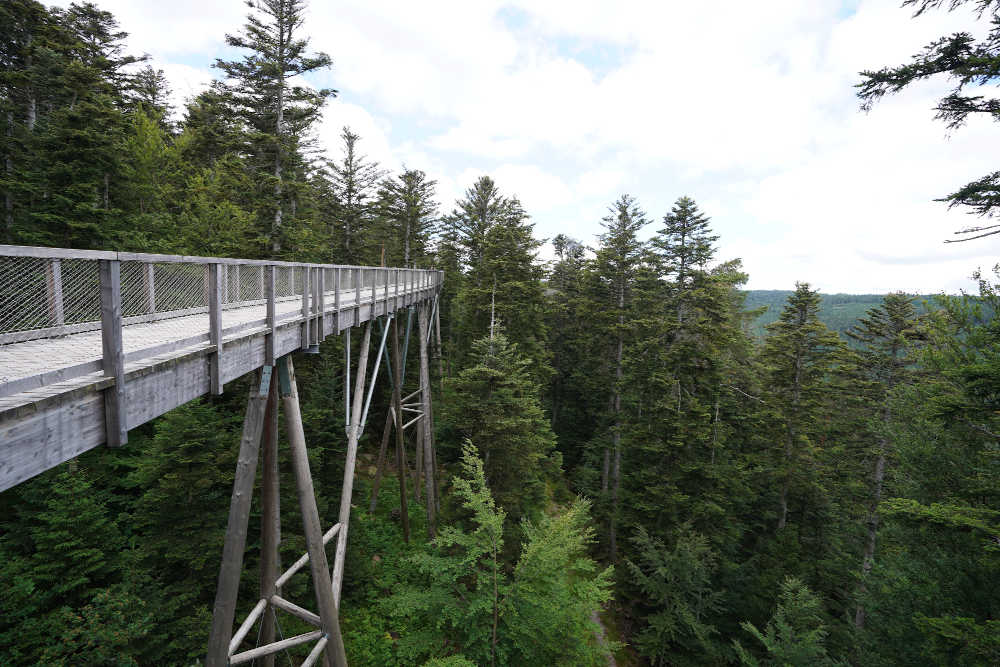 Bad Wildbad Baumwipfelpfad Schwarzwald (Foto: Holger Knecht)