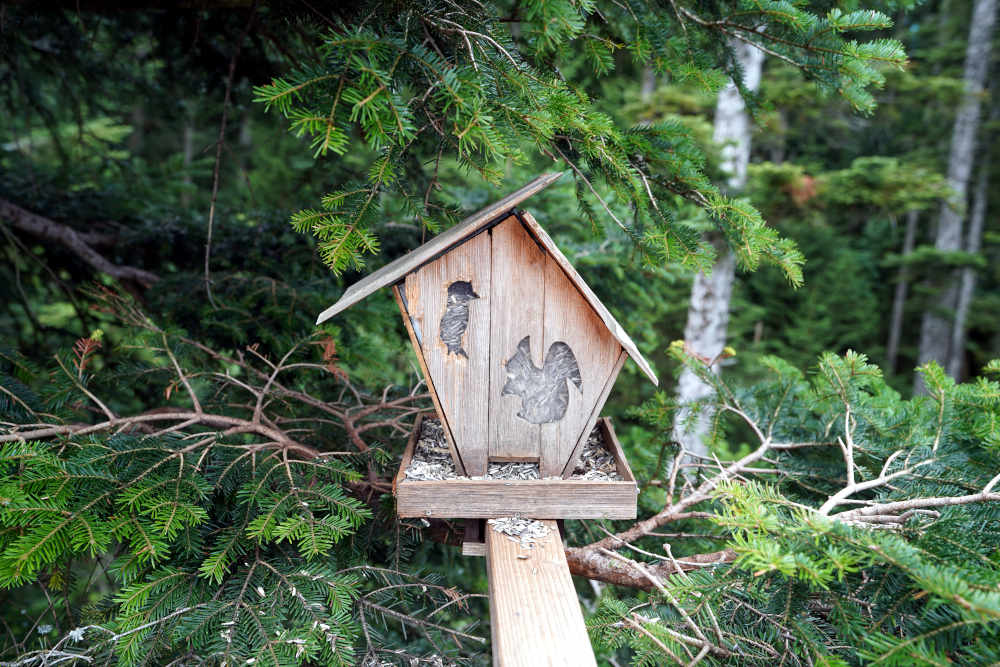 Bad Wildbad Baumwipfelpfad Schwarzwald (Foto: Holger Knecht)