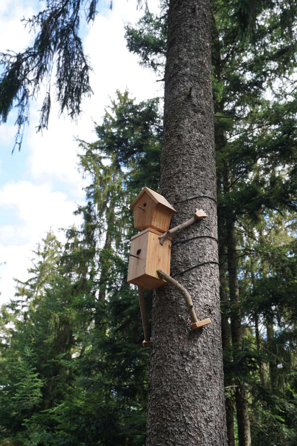 Bad Wildbad Baumwipfelpfad Schwarzwald (Foto: Holger Knecht)