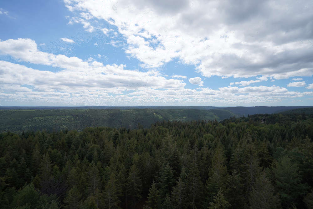 Bad Wildbad Baumwipfelpfad Schwarzwald (Foto: Holger Knecht)