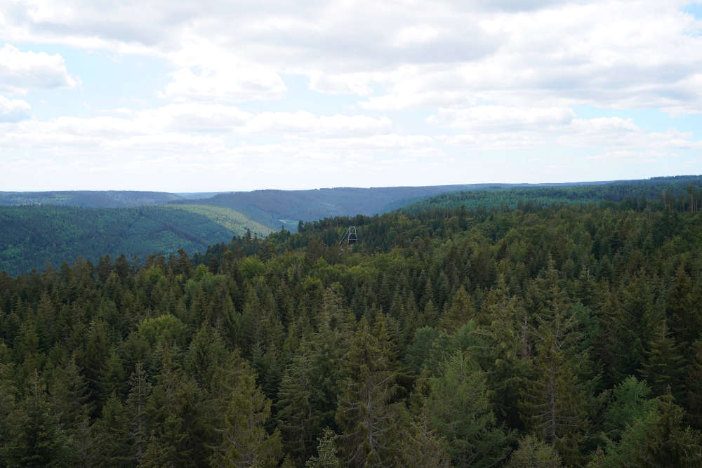 Bad Wildbad Baumwipfelpfad Schwarzwald (Foto: Reinhard Schnell)