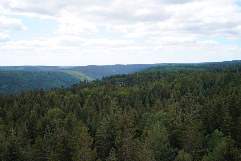 Bad Wildbad Baumwipfelpfad Schwarzwald (Foto: Holger Knecht)