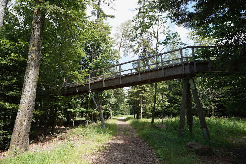 Bad Wildbad Baumwipfelpfad Schwarzwald (Foto: Holger Knecht)