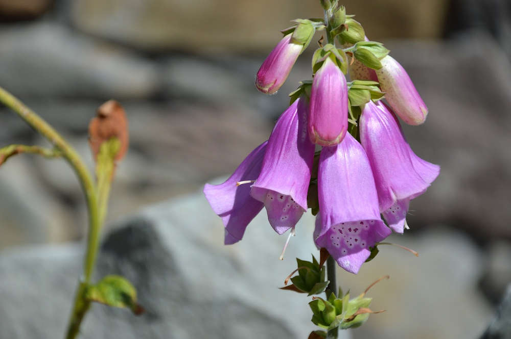 Blüte (Foto: Pixabay)