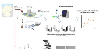 : „Grafisches Abstract“: deutsche Übersetzung des Untersuchungsschemas aus der Publikation Westhaus et. al. https://www.sciencedirect.com/science/article/pii/S0048969720352797