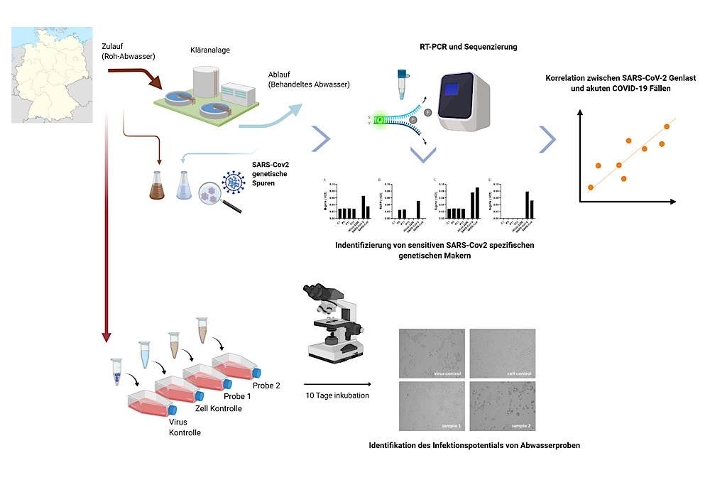 : „Grafisches Abstract“: deutsche Übersetzung des Untersuchungsschemas aus der Publikation Westhaus et. al. https://www.sciencedirect.com/science/article/pii/S0048969720352797